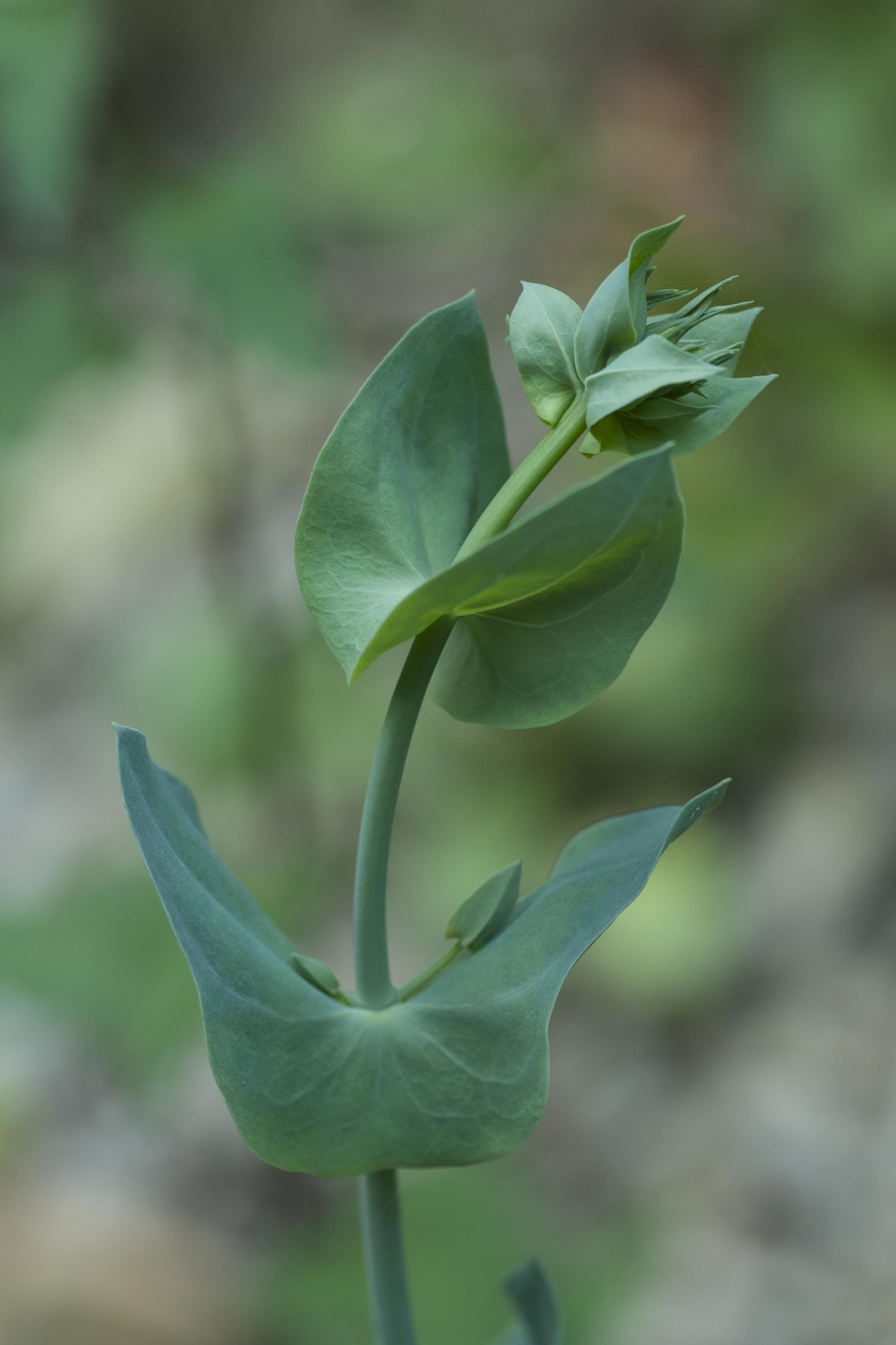 Blackstonia perfoliata / Centauro giallo